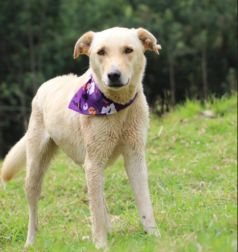 Albina - Fundación Criollos de la Montaña