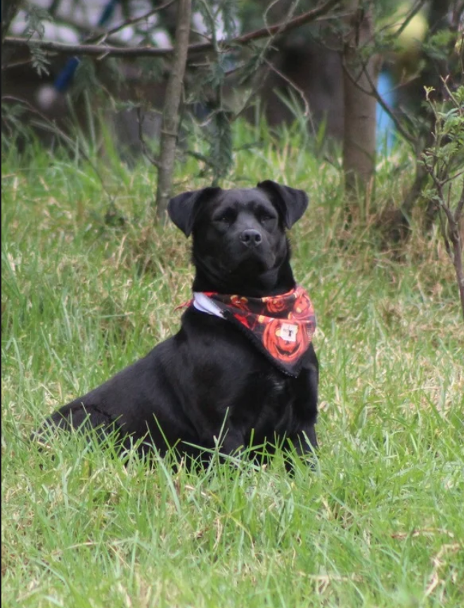 Algodon - Fundación Criollos de la Montaña