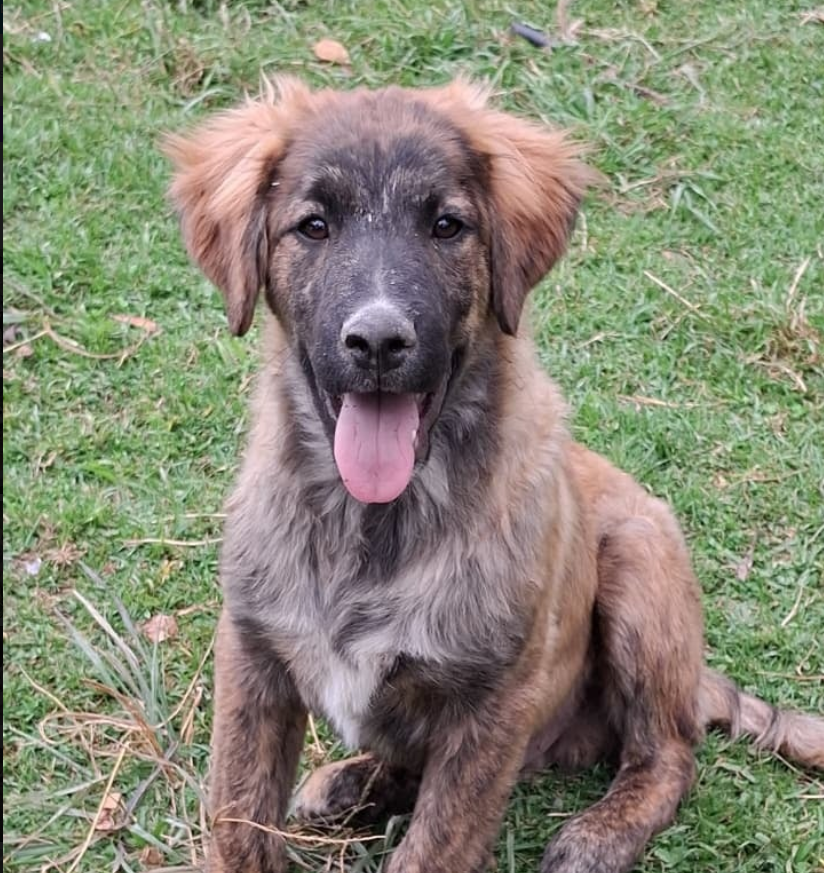 Bambu - Fundación Criollos de la Montaña