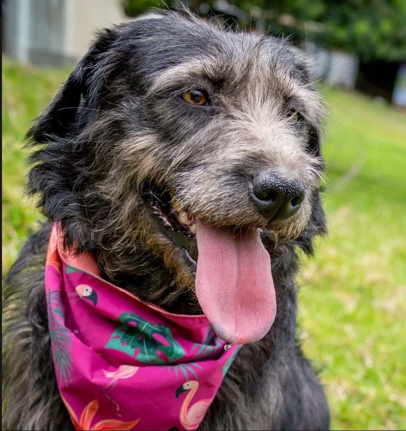 Barbas - Fundación Criollos de la Montaña