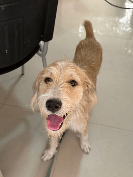 Benito - Fundación Isla Animal