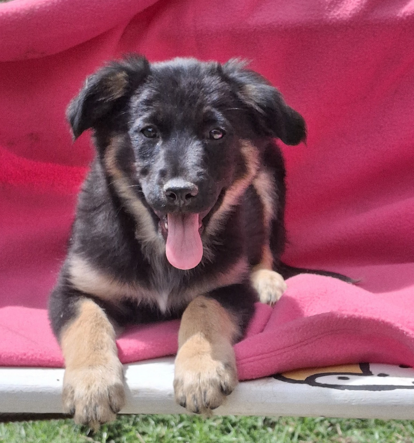 Bombon - Fundación Criollos de la Montaña