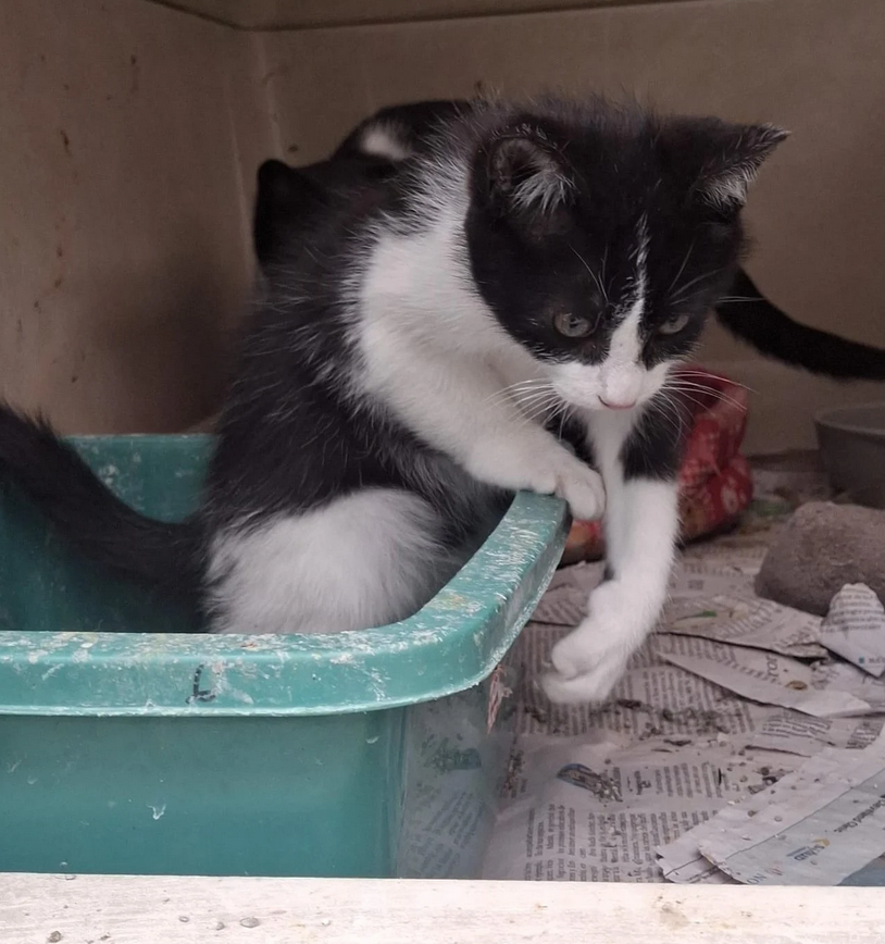 Botas - Fundación Criollos de la Montaña