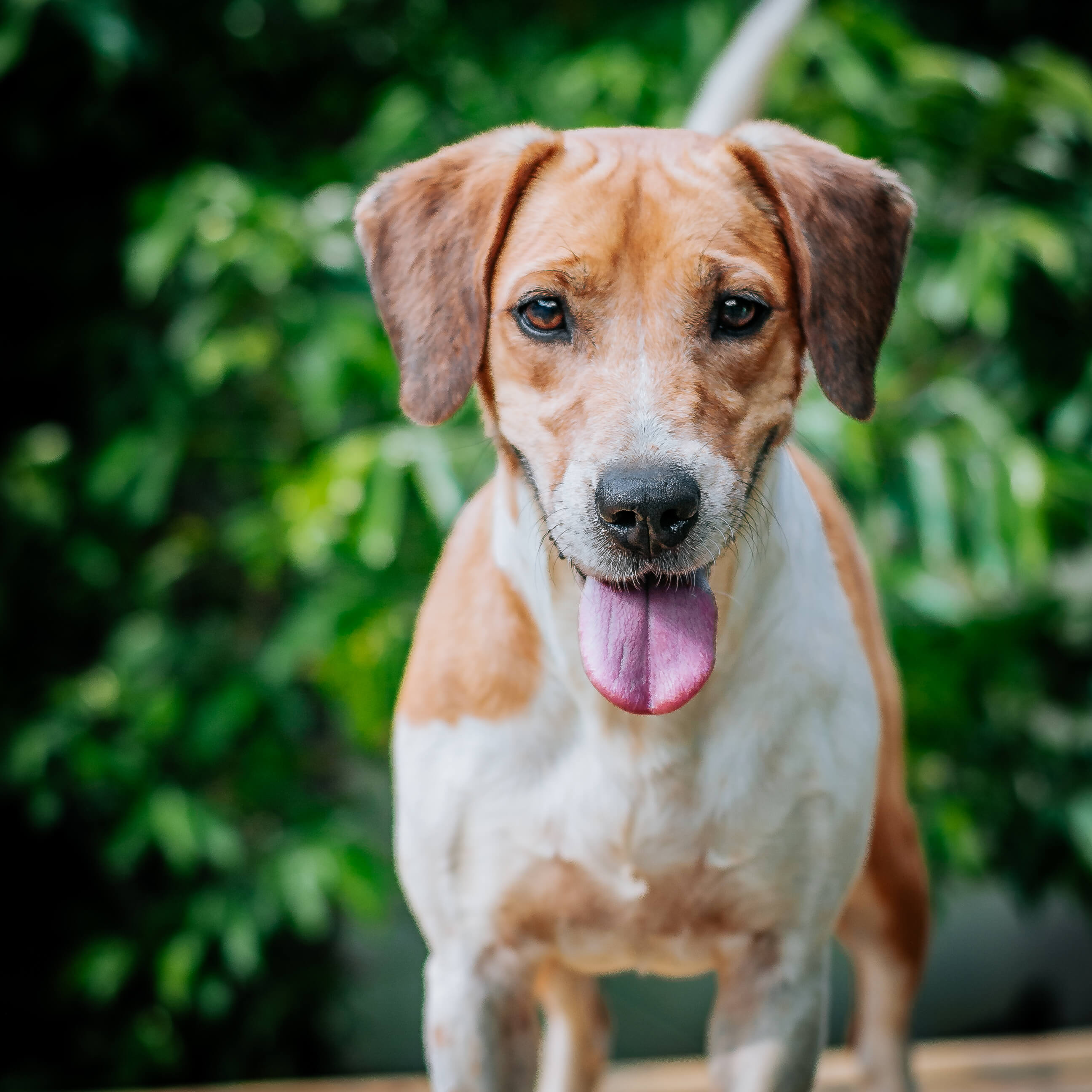 Chanel - Fundación Paraíso de la Mascota