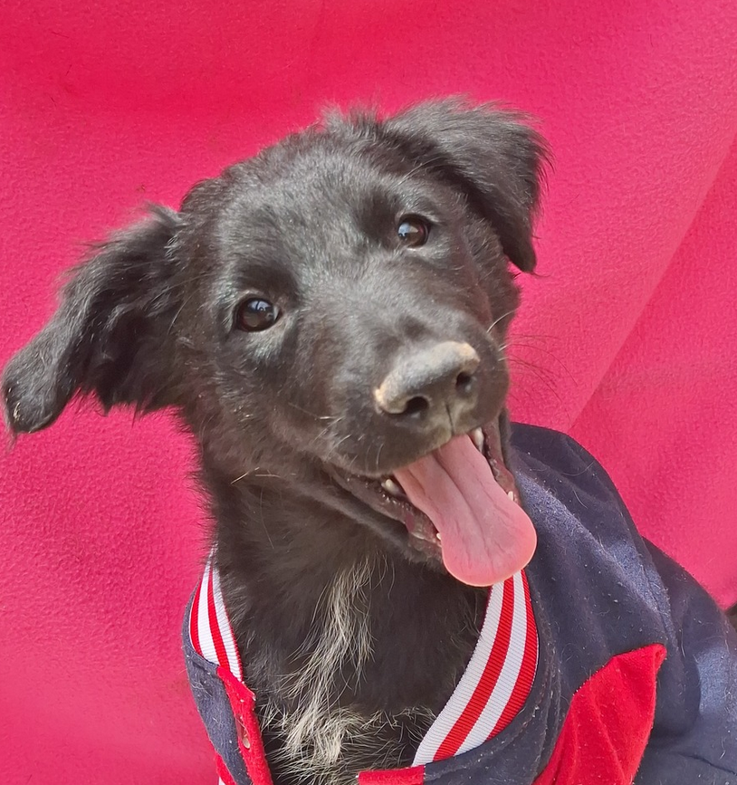 Churro - Fundación Criollos de la Montaña