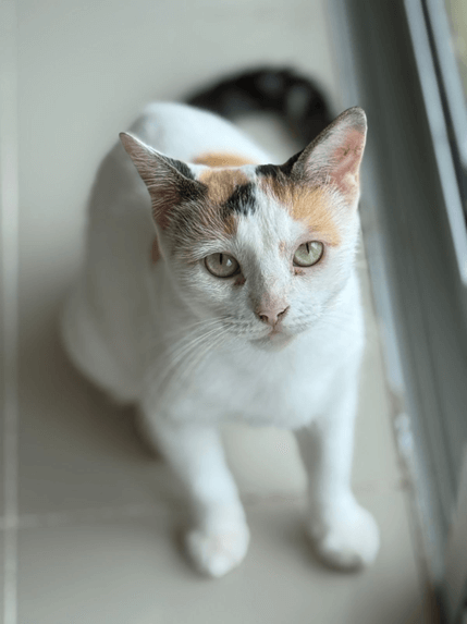 Gamora - Fundación Isla Animal