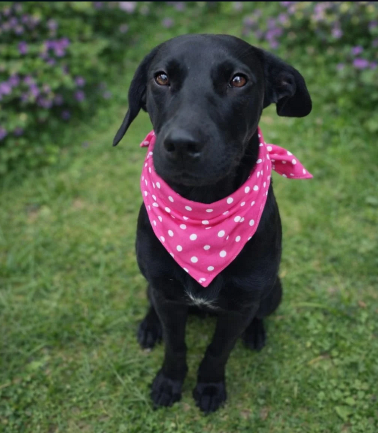 Golondrina - Fundación Criollos de la Montaña