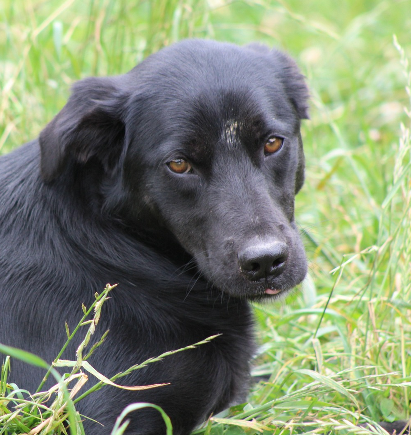 Jade - Fundación Criollos de la Montaña