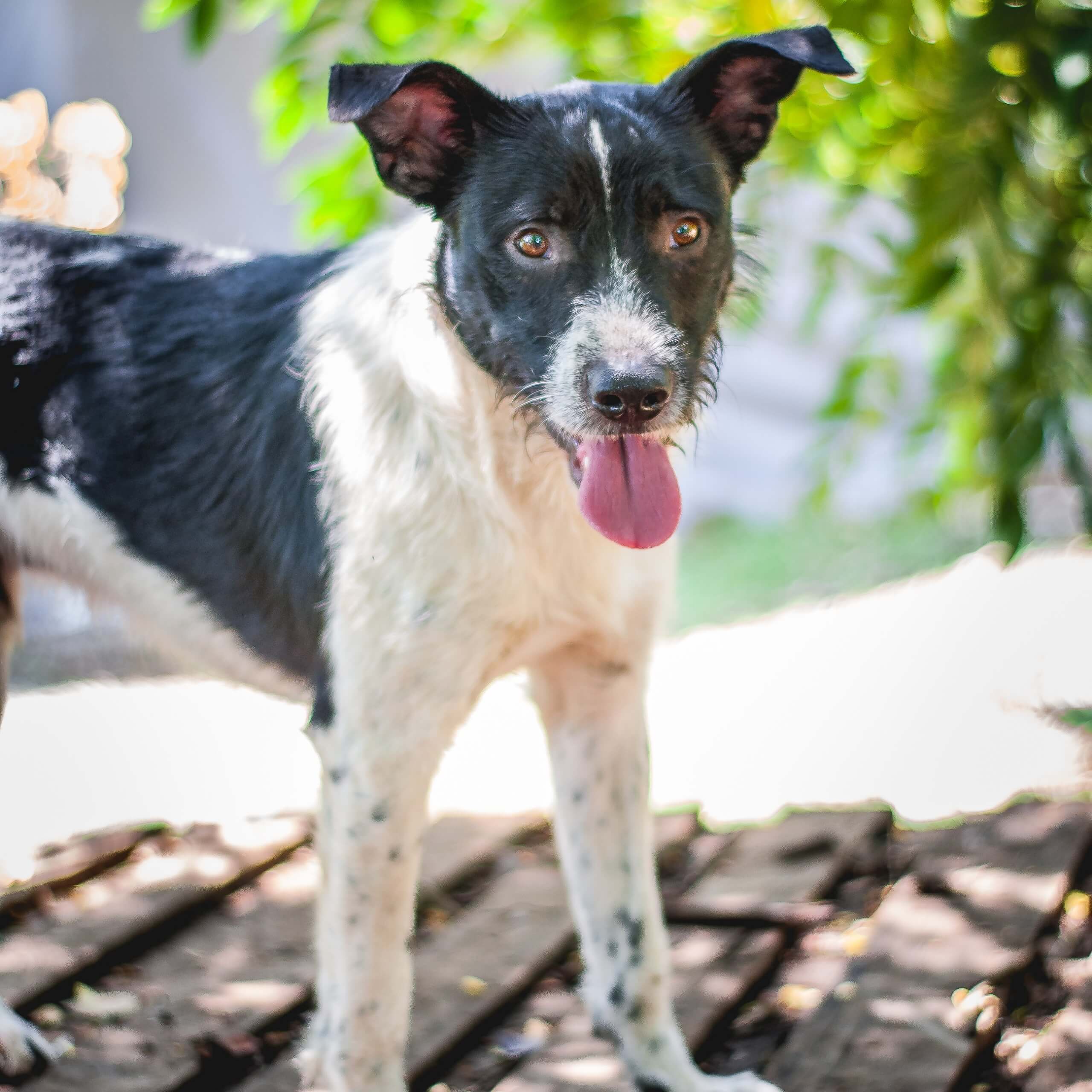 Jagger - Fundación Paraíso de la Mascota