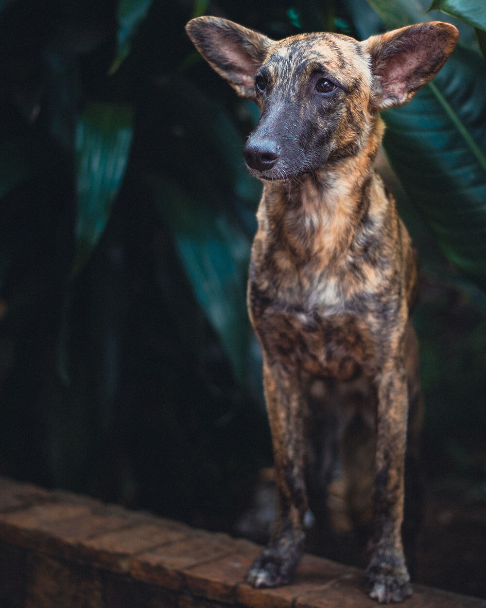 Lulu - Fundación Paraíso de la Mascota