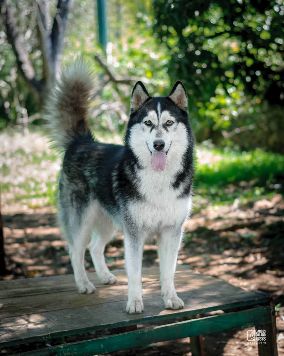 Maya - Fundación Paraíso de la Mascota