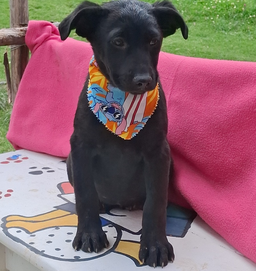 Muffin - Fundación Criollos de la Montaña