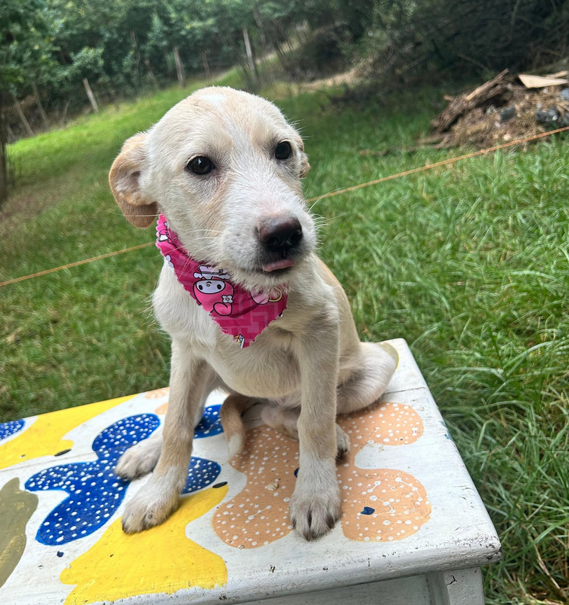 Nube - Fundación Criollos de la Montaña