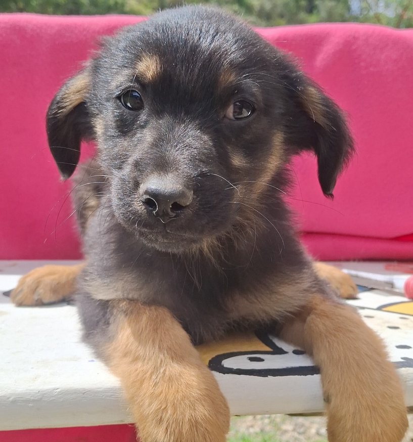 Onyx - Fundación Criollos de la Montaña