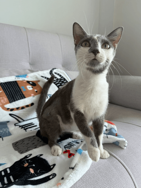 Padme - Fundación Isla Animal