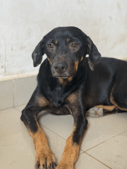 Pandora - Fundación Isla Animal
