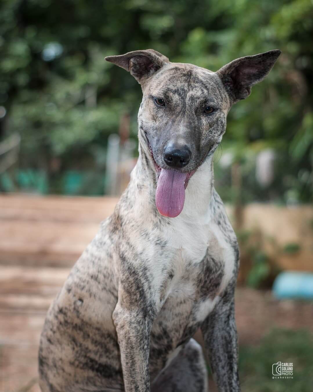 Pimienta - Fundación Paraíso de la Mascota