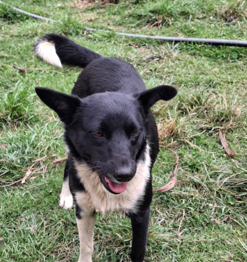 Tormenta - Fundación Criollos de la Montaña