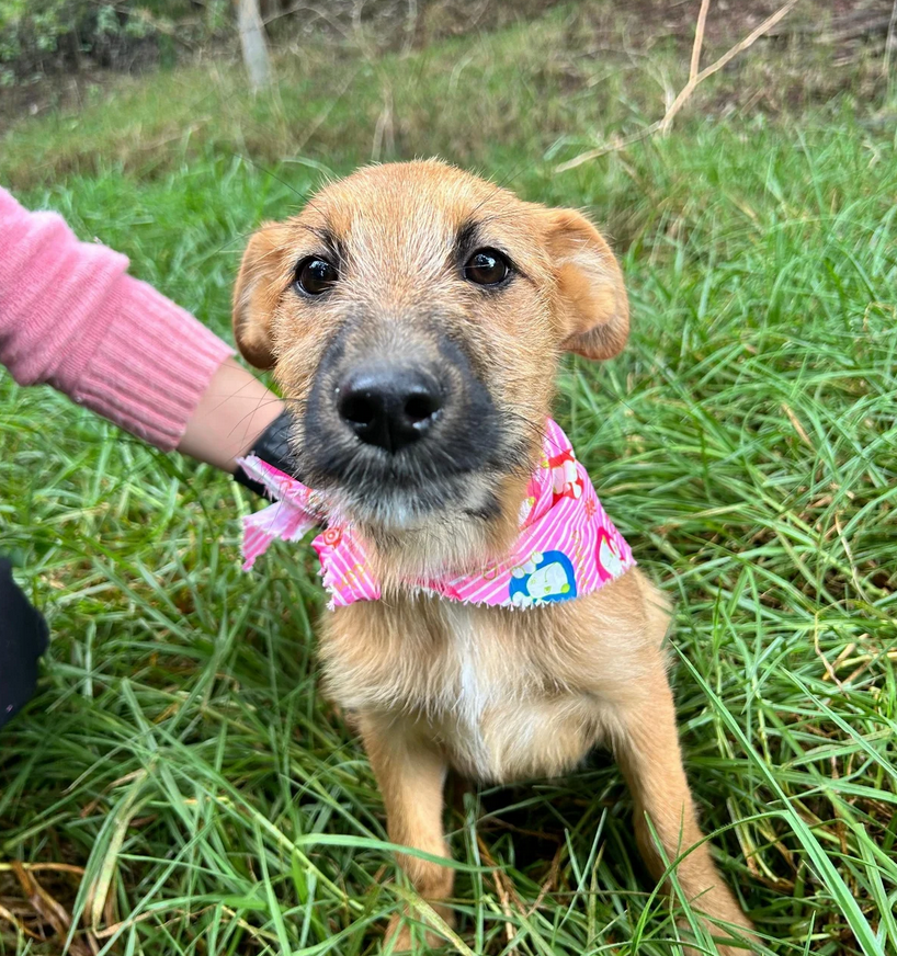 Trufa - Fundación Criollos de la Montaña