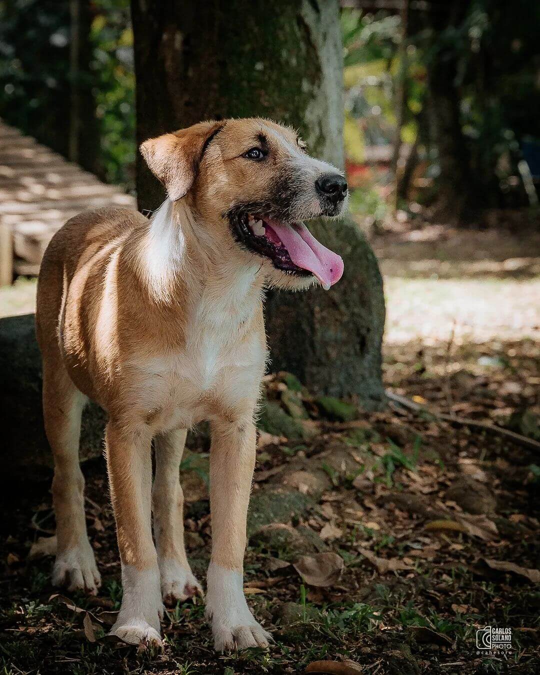Turrón - Fundación Paraíso de la Mascota