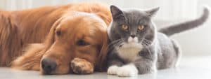 Perros y Gatos