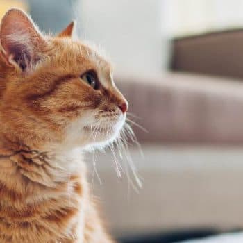Gato es agresivo