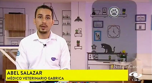 Pulgas y garrapatas: cómo controlarlas