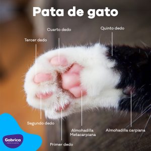 Lo que no sabías sobre las uñas de tu gato! Padre de Mascota