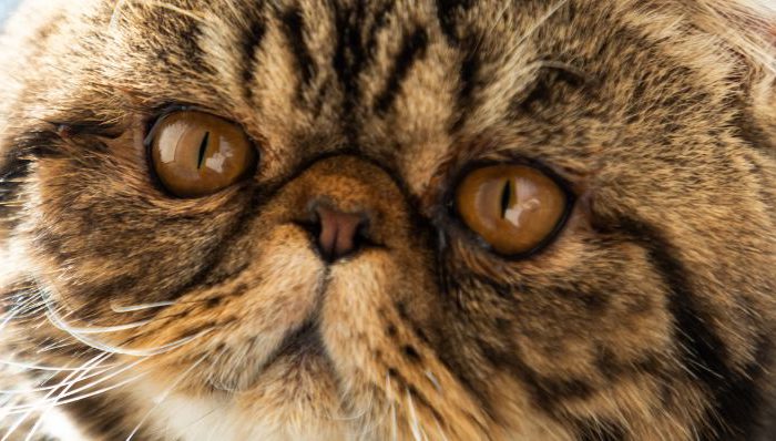 Enfermedad poliquística renal en gatos: ¿Por qué puede afectar a la raza Persa?