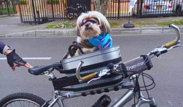 Gabrica | Mascotas no sufrirán en la Ciclovía de Bogotá: Distrito les arregla el paseo