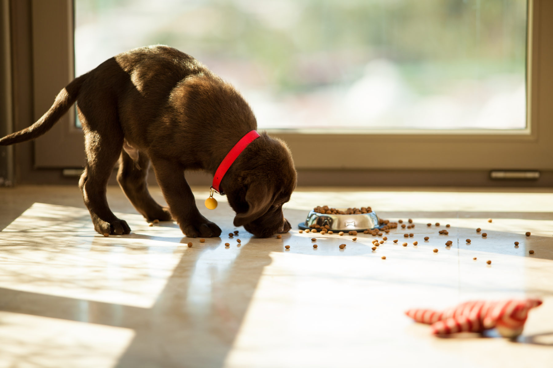 Gabrica | ¿Tiene un perro o gato en su casa? La obesidad puede afectarlo de manera importante