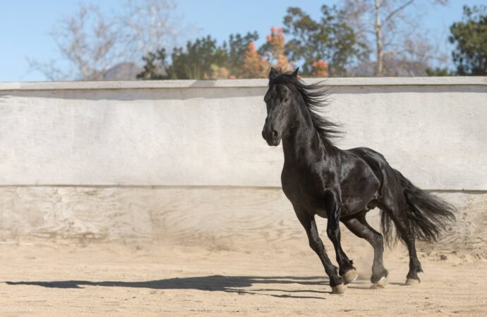 Gabrica | Deshidratación severa: una realidad que afecta al 40% de los caballos de exposición