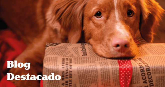 Gabrica | Ideas de regalos para mascotas en Navidad