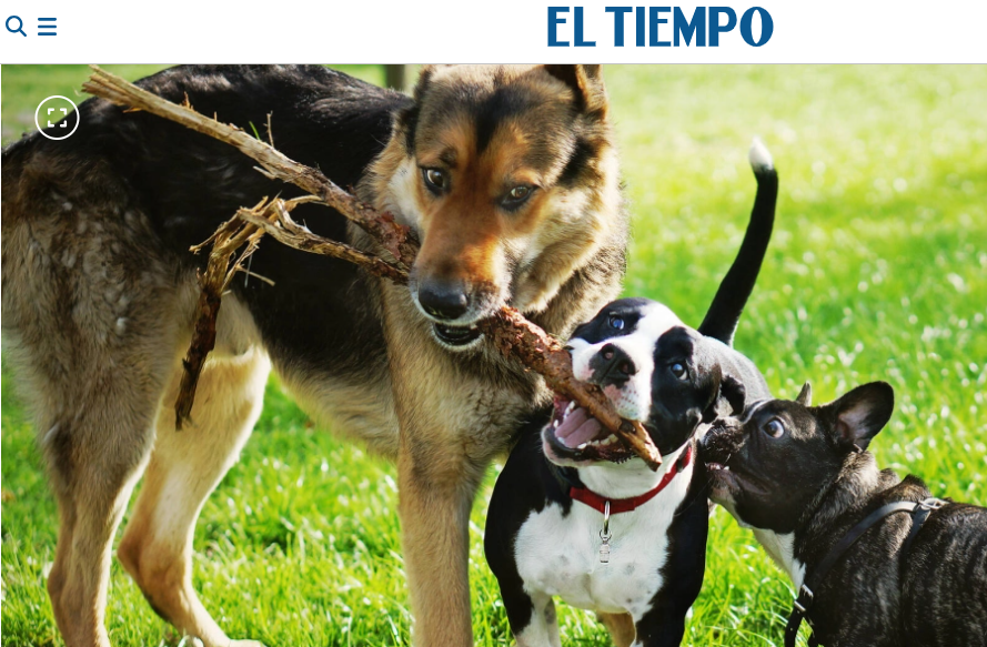 Gabrica | ¿Va a adoptar una mascota durante Navidad? Este cuestionario le ayudará a tomar una decisión responsable