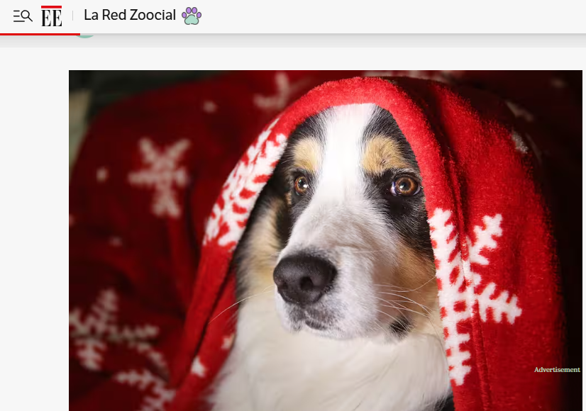 Gabrica | Alerta por abandono de mascotas: el 40 % de animales regalados en Navidad terminan en la calle