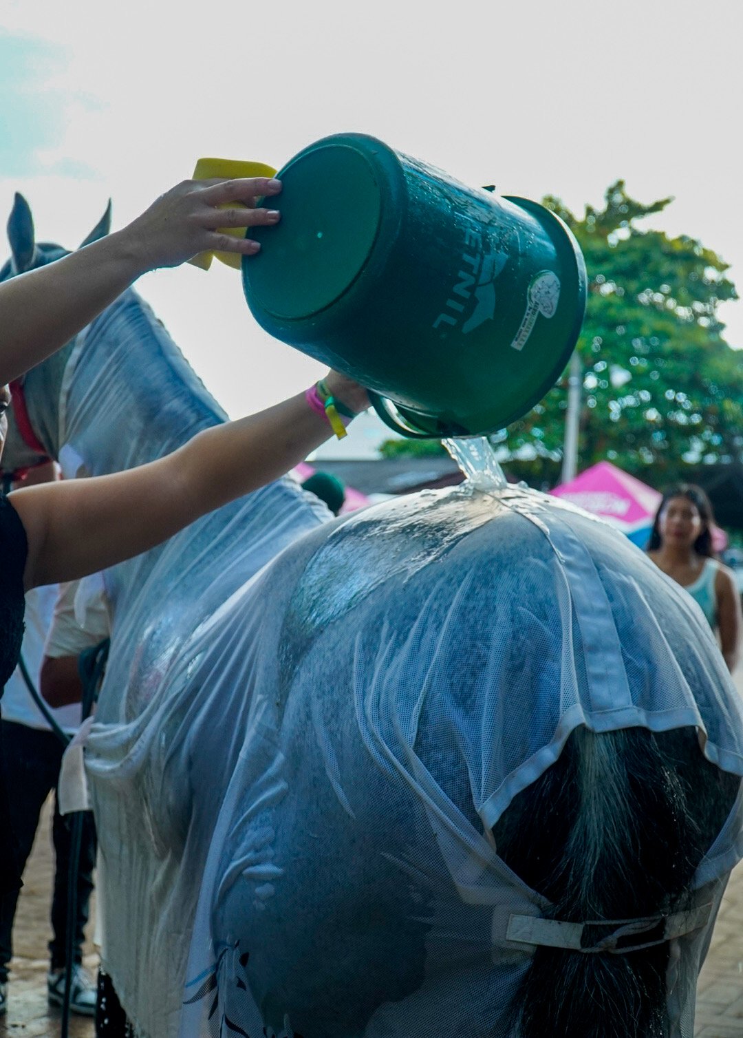 Gabrica | El spa equino de Gabrica llegó a la Feria de Manizales para el cuidado del caballo